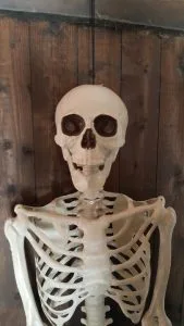 levens echte skelet is te huur bij Carpe Diem Events & Verhuur uit Limburg.