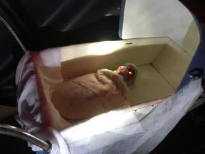 Halloween Baby met Kinderwagen is te huur bij Carpe Diem Events & Verhuur uit Limburg.