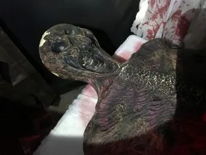 Halloween Mummy is te huur bij Carpe Diem Events & Verhuur uit Limburg.