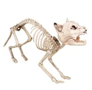 Halloween decoratie Skeletten kat is te huur bij Carpe Diem Events & Verhuur